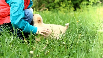 Canvas Print - little cute girl playing with cute puppy on a green lawn