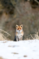 Wall Mural - red fox standing in a winter landscape