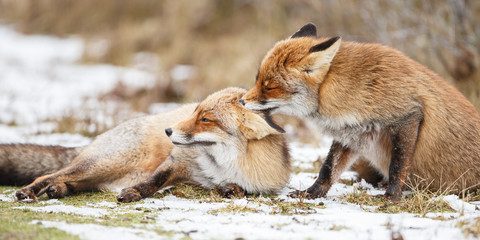 Wall Mural - two red foxes cuddling in the snow