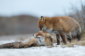 Wall Mural - two red foxes cuddling in the snow