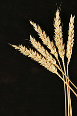 Poster - Spikelets of wheat on black wooden background