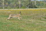 Fototapeta Zwierzęta - Hare running across the fields and meadows. Escape, hunter.