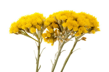 Wall Mural - Helychrysum