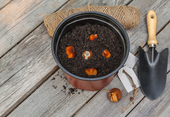 Wall Mural - Tulip bulbs in a pot