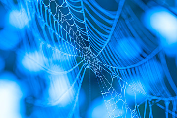 Spideweb with dewdrops
