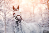 Fototapeta Konie - Portrait of a gray sports horse in the winter