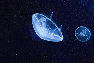 Jellyfish close-up