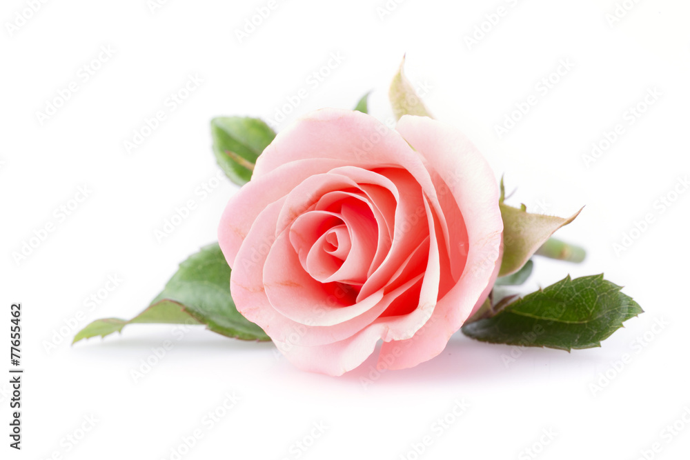 pink rose flower on white background - obrazy, fototapety, plakaty 
