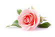 Leinwandbild Motiv pink rose flower on white background