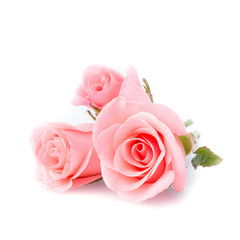 Wall Mural - pink rose flower on white background