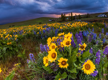 Wildflower In Storm Cloud, Columbia Hills State Park, Washington