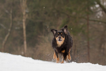 Wall Mural - Ein Hund der voller Freude durch den Schnee rennt