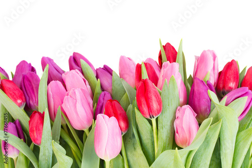 Fototapeta do kuchni bouquet of red and purple tulip flowers