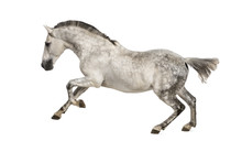 Andalusian Horse Galloping