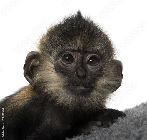 Naklejka ścienna Close-up of a baby Francois Langur (4 months)