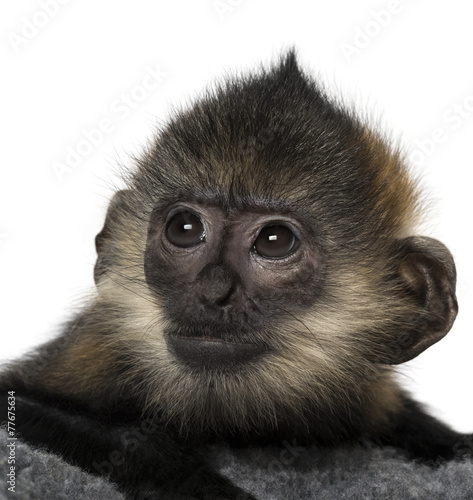 zblizenie-malego-dziecka-francois-langur-4-miesiace