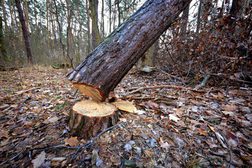 Cut down tree