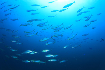 Wall Mural - School Mackerel Fish in Ocean