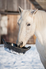 Canvas Print - White horse holding a rubber feeding bucket in its mouth