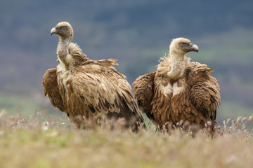 Wall Mural - Griffon vulture ( Gyps fulvus ) perched on the floor