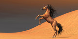Fototapeta Konie - Desert Wild Horse