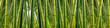 canvas print picture - Dense Bamboo Jungle