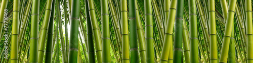 Fototapeta do kuchni Dense Bamboo Jungle