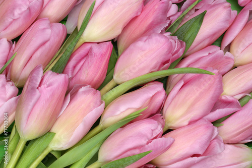 Obraz w ramie Hintergrund aus Tulpen Blumen zum Frühling oder Muttertag