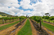 © leelakajonkij - Vineyard in NSW, Australia