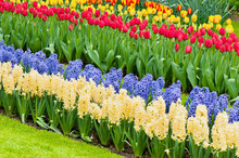 Vibrant Flowerbed Spring Flower Park
