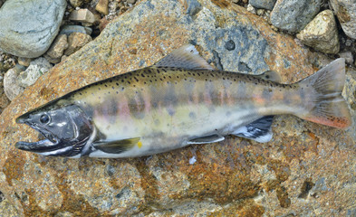 Sticker - Small salmon 14