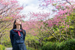 © Ni_photo - 桜 コピースペースと女子学生