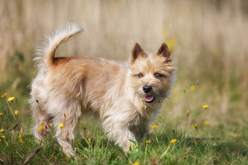 Canvas Print - Light-brown Cairn Terrier dog