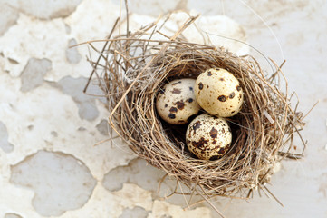 Wall Mural - Three eggs in a bird nest