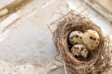 Wall Mural - Three eggs in a bird nest