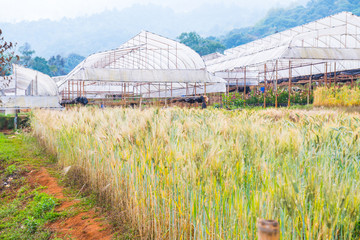 Poster - Wheat Field in Chiang Mai Royal Agricultural Research Centre Khu