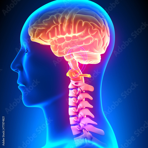 Naklejka na szybę C1 Disc - Cervical Spine