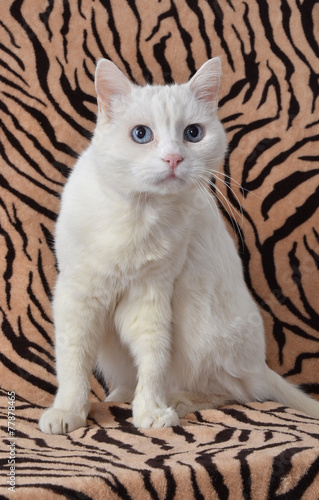 Attitude Chat Blanc Yeux Bleus Interrogateur Buy This