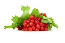 Bunch Of Red Berries- Guelder Rose