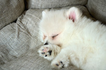 Cute Pomeranian Puppy Sleeping In The Bed