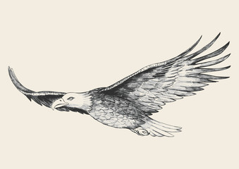 Wall Mural - sketch illustration of a soaring eagle