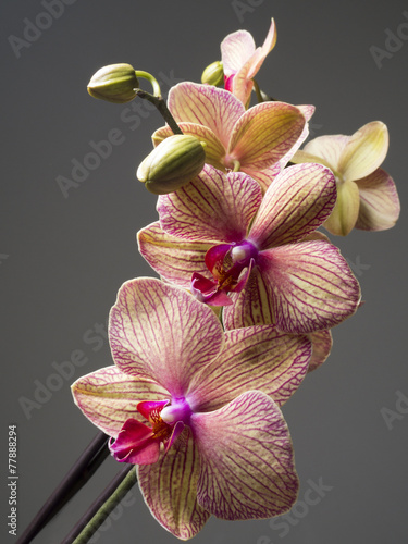 kwiaty-orchidei-na-szarym-tle