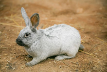 Silver Rabbit At Homestead