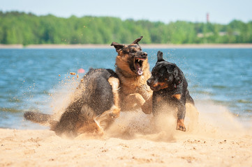 Wall Mural - Dogs playing on the beach