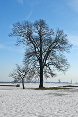 Wall Mural - neve in campagna