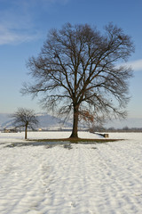 Wall Mural - neve in campagna