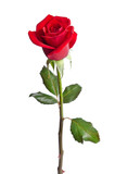 Fototapeta Kwiaty - beautiful red rose isolated on white background