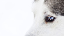 Close-up Shot Of Husky Dog Blue Eyes