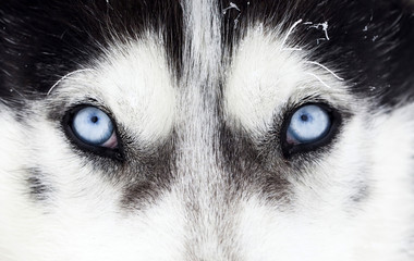 Wall Mural - Close-up shot of husky dog blue eyes