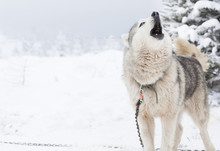 Siberian Husky Dogs In The Snow
